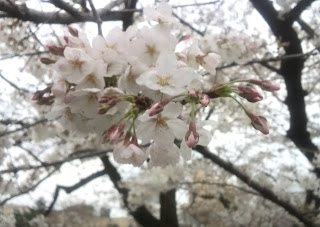 Cherry Blossoms