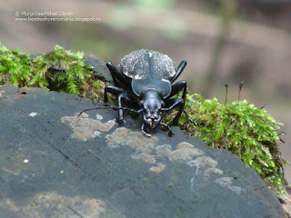 Carabus (Procrustes) coriaceus rugifer DSC86683