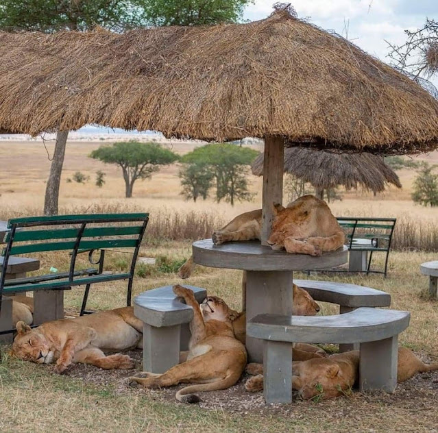 Picnic in Africa