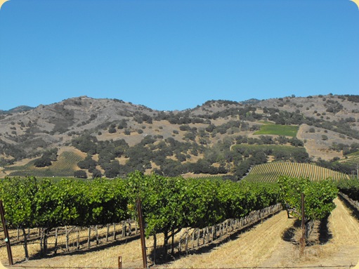 Napa Valley Vineyards 256