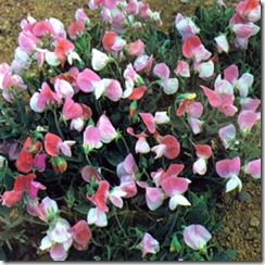 erteblomst pink cupid