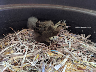 Shredded newspaper in chick brooder