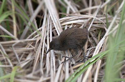 Inaccessible Island Rail