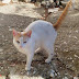 Αστακός: Βρέθηκε γάτα που είχε χαθεί 