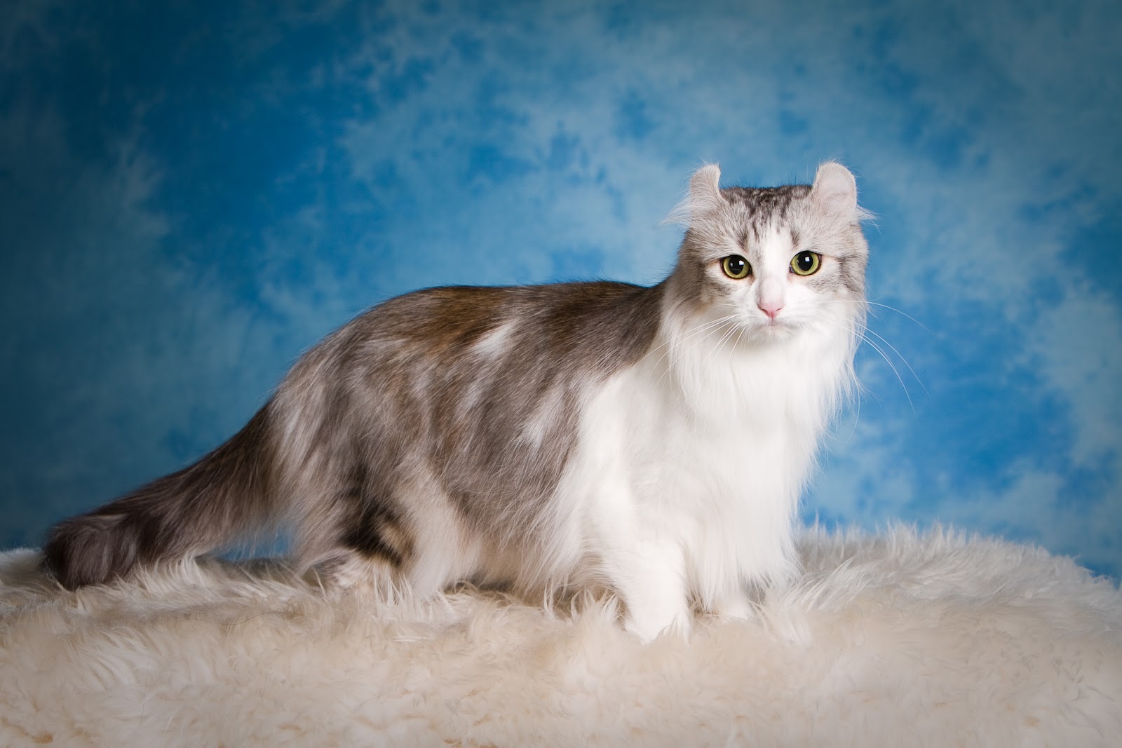 American Curl Cats Pets Cute And Docile