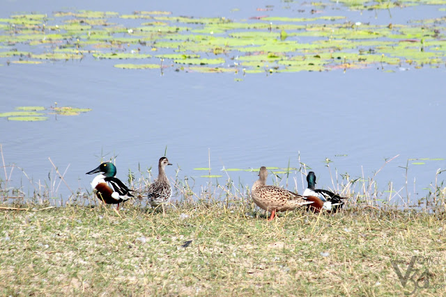 Northern Shoveler Male and Female