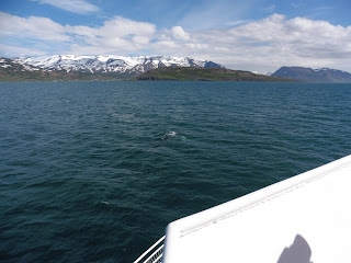 Humpback whale, Eyjafjordur, Iceland