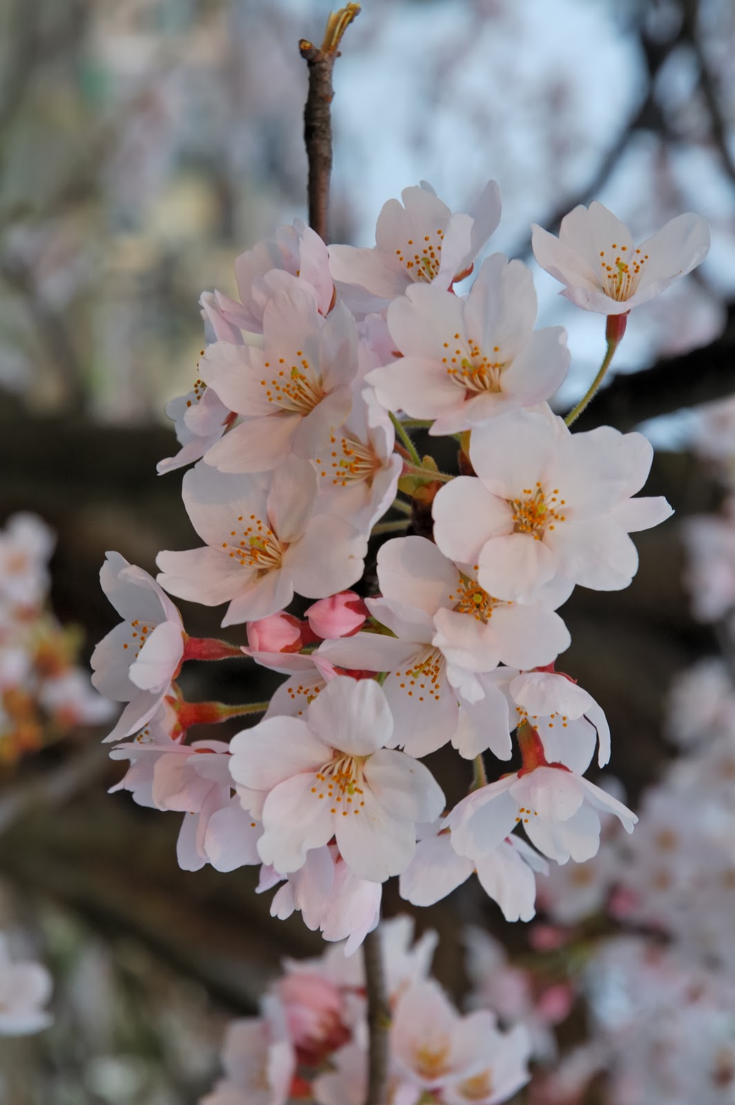 Sakura Flowers: Japanese Cherry Blossoms