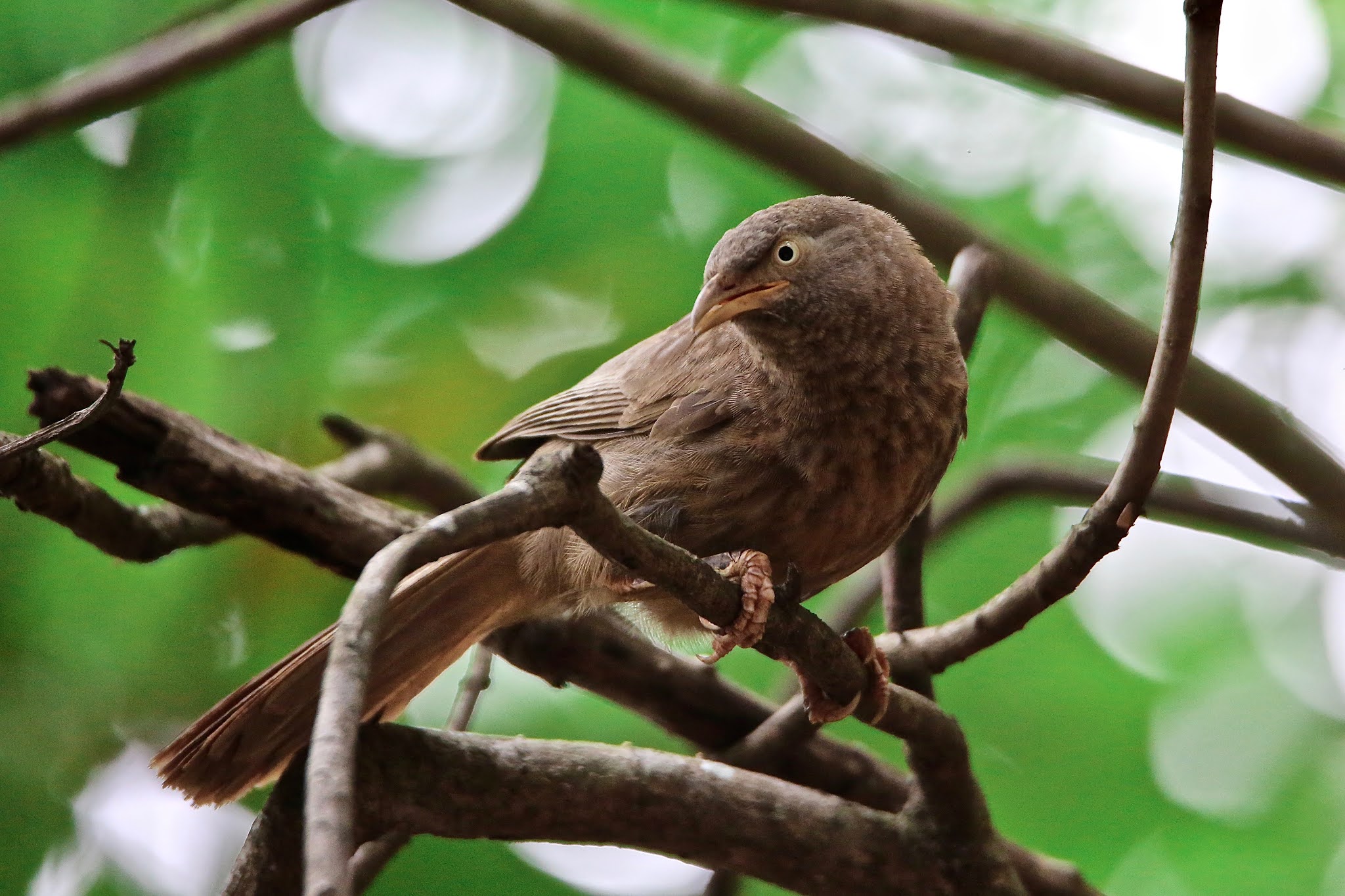 The jungle babbler, Seven Sisters bird image high resolution free