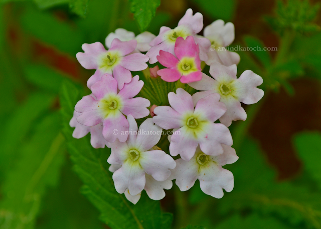 White, Pink, Flowers, Bouquet, 