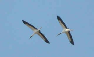 Wood Storks soaring over Audubon's Francis Beidler Forest by Mark Musselman