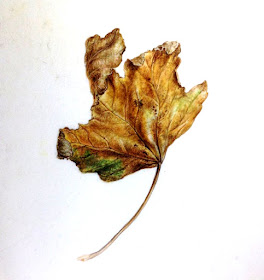 Autumn leaf painting, watercolour on vellum