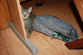 funny cat pictures, cat stuck on plastic bag