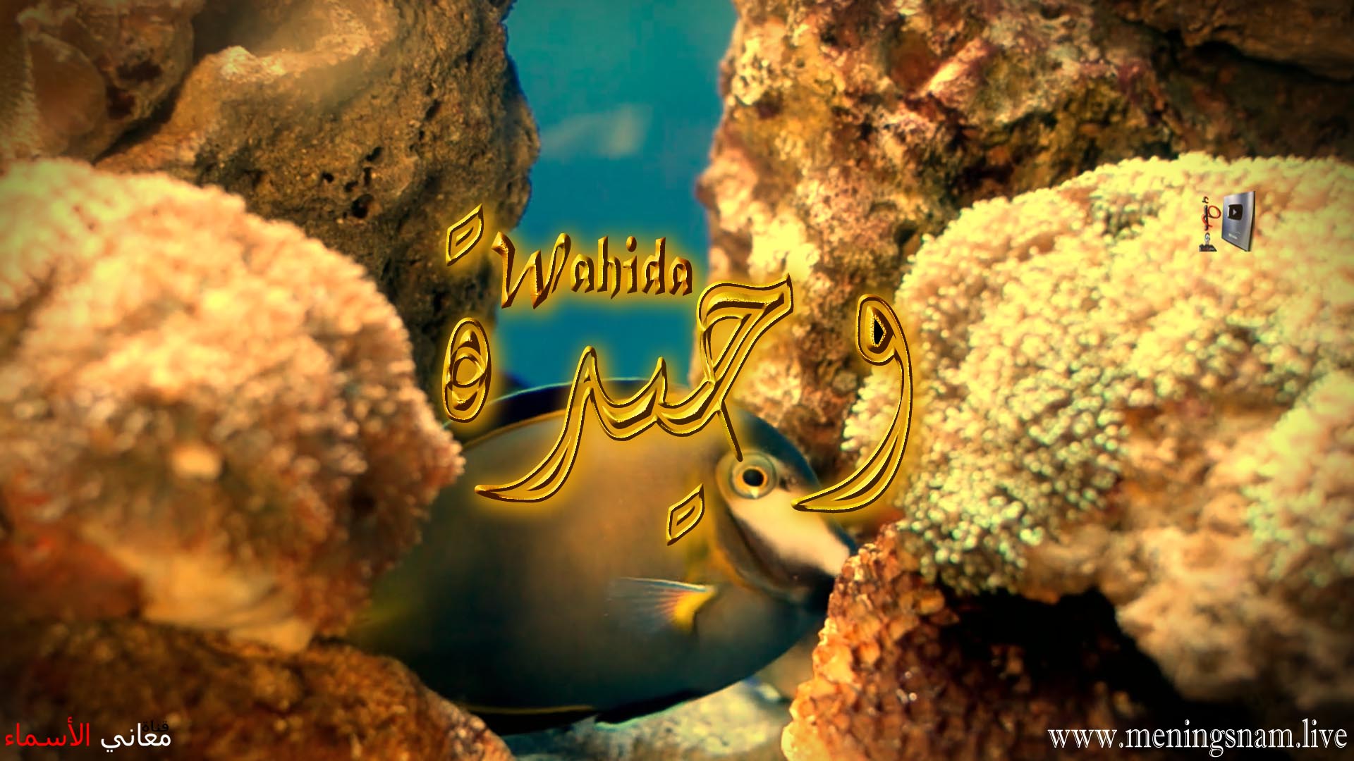 معنى اسم, وحيدة, وصفات, حاملة, هذا الإسم, Wahida,