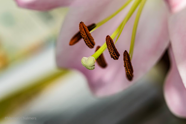 Macro & Close-Up Photography Workshop Cape Town