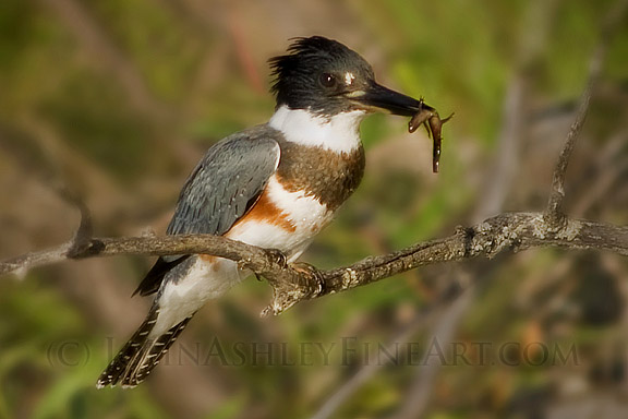 Female Belted Kingfisher with long-toed salamander (c) John Ashley