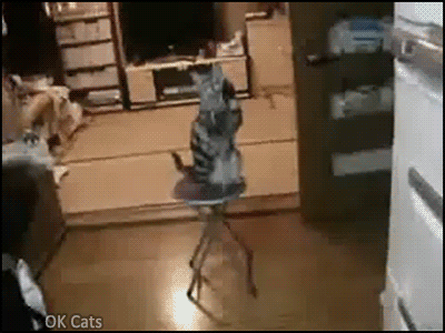 Funny Cute Cat GIF • Cat begging hard for food in fridge with an unflinching determination 2-2 [ok-cats.com]