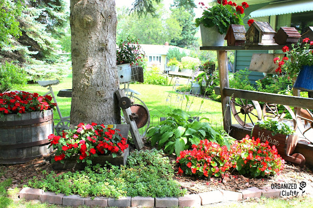 Photo of under spruce tree annuals, perennials and junk.