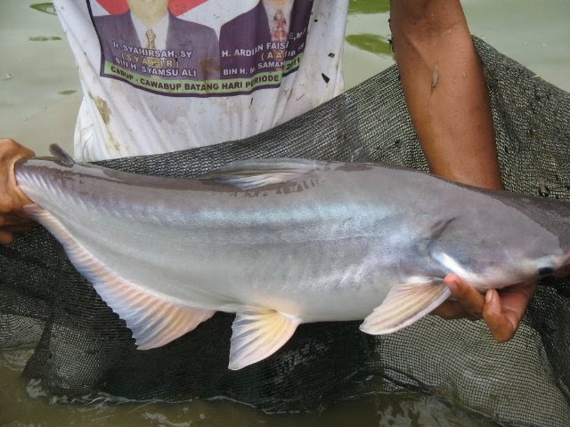  Ikan  Hias  Foto  gambar  ikan  besar 