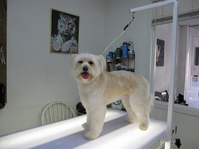 Cockapoo Haircuts