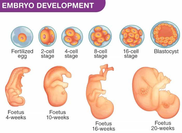 apa yang dimaksud dengan embriologi