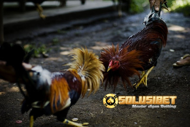 https://www.solusibet.com/sabung-ayam-online.htm