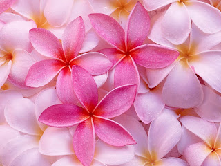 frangipani-flor-tropical