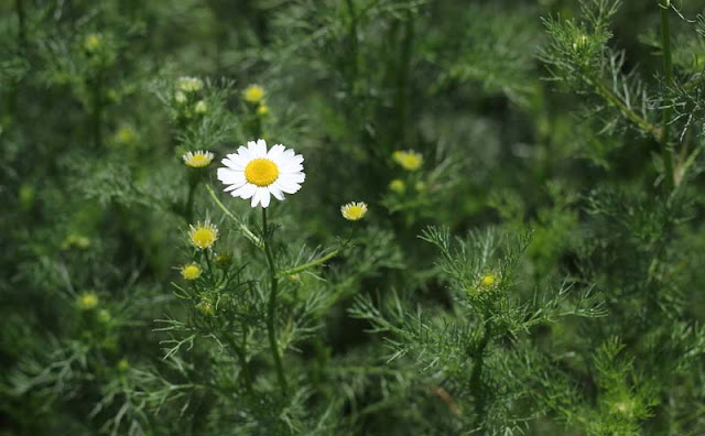 Mayweed Flowers Pictures