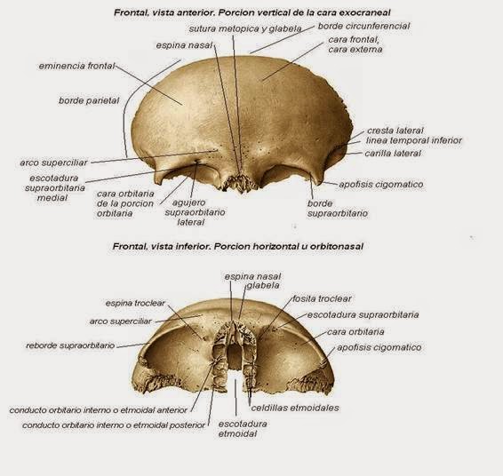 Frontal bone