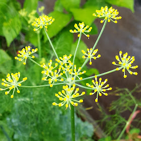 Família: Apiaceae Nome científico: Foeniculum vulgare Nome popular: Erva-doce, fiolho, fiolho-de-florena, fiolho-doce, funcho[Por]; fennel, finocchio selvatico, sweet fennel, wild fennel[Ing]acinojo, anís, anís bravo, anís de Florencia, anises, anisete, anisete silvestre, arinojo, cañiguera, cenojo, cenoyo, cinoho, cinojo, cinoyo, enojo, enoyo, esmeldo, fanoyo, fenículo, fenojo, fenol, fenollo, fenoyo, fenullo, finojo, fiollo, fioyo, fiúncho, fiúncho bravo, fiúncho ordinario, fiúncho silvestre, hacinojo, hierba santa, hinojo, hinojo amargo, hinojo común, hinojo doméstico, hinojo hortense, hinojo salvaje, hinojo vulgar, inojo, jenoyo, jinojo, linojo, mellu, millu, millua, milu, perejil de gitano, perejilón, tenojo, tinojo, zenojo, zenoll, zenollo, zenullo, zinojo[Esp].