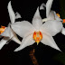 Dendrobium daklakense  - Hoàng Thảo Daklak