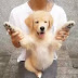 Golden Retriever puppy plays peekaboo - WATCH CUTE VIDEO 