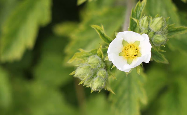 Potentilla Rupestris