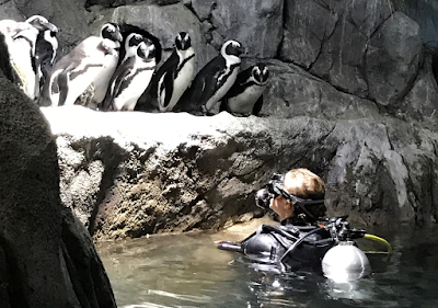 Penguin dive at OdySea Aquarium