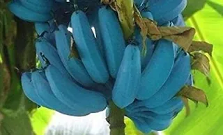 Blue Java Banana