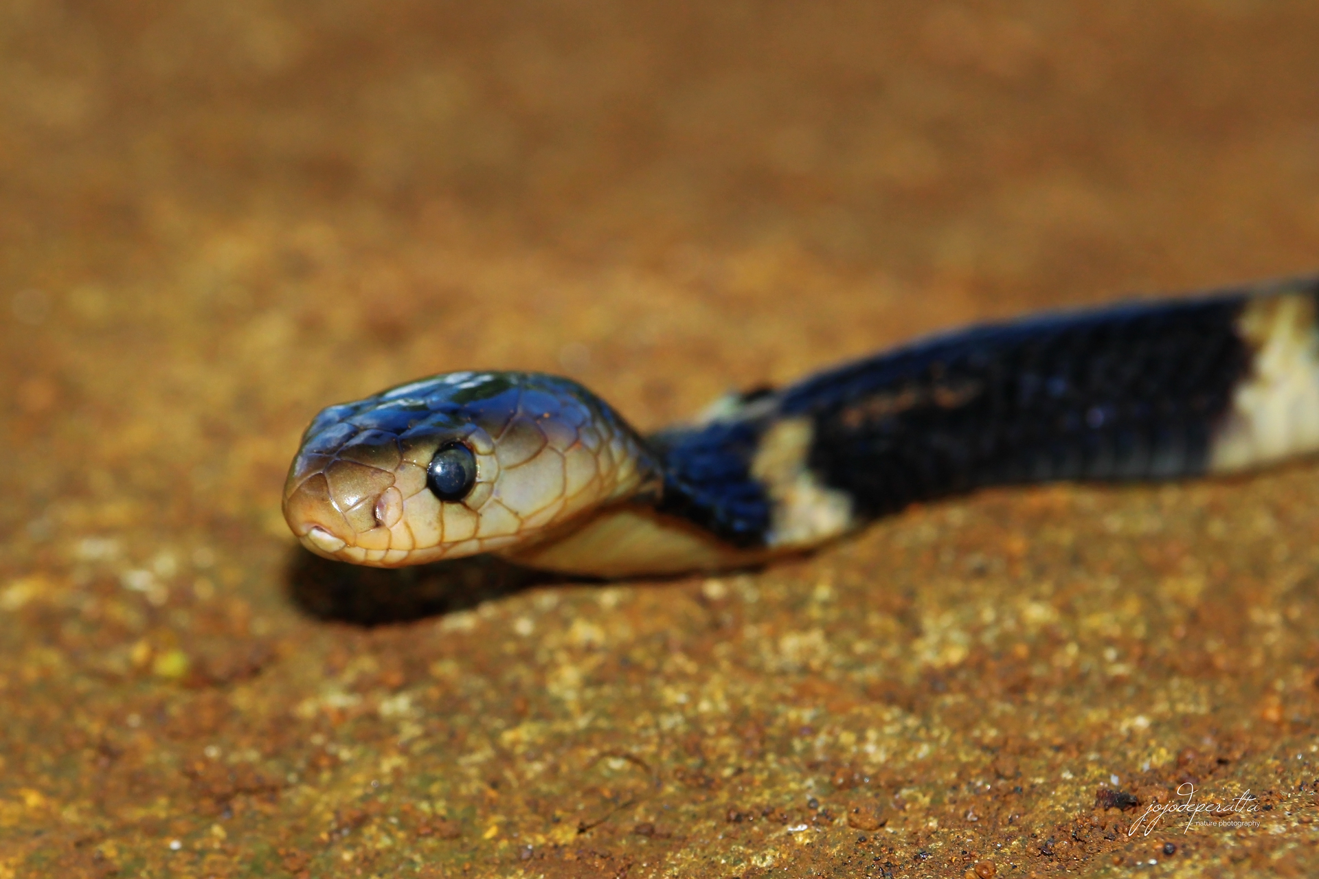 Palawan Spitting Cobra Naja sumatrana miolepis photo by Jojo De Peralta