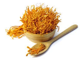 Cordyceps Mushroom Supplier In UK