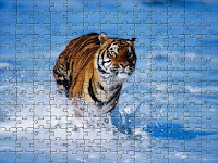 Tiger in Water