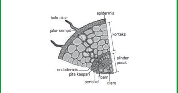 Mengenali Struktur Anatomi Akar Tumbuhan  dan Bagian Bagiannya