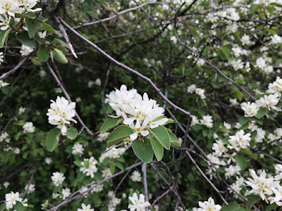 Serviceberries have a berry-like pome, red to purple to nearly black at maturity.