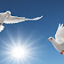 10 vạn câu hỏi vì sao: Tại sao coi chim bồ câu là biểu tượng của hoà bình?