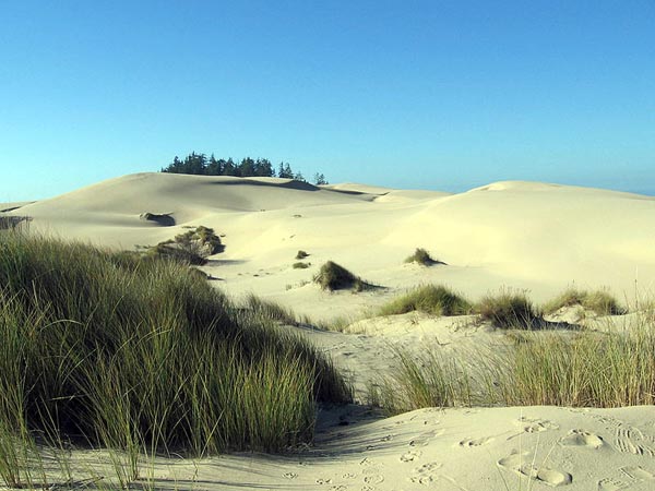 color photo of a lonely area with sand dunes and grass, all below a very blue sky