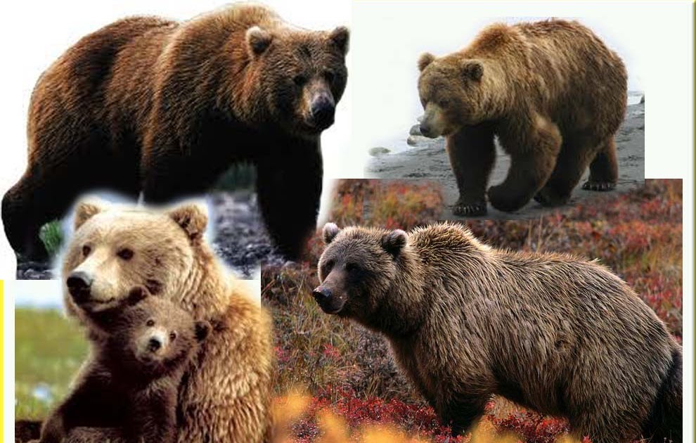 Beruang Grizzly Info dan Contoh Gambar  Beruang Gambar  Hidup