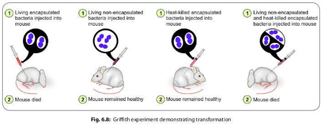 Griffith experiment of transformation in mice