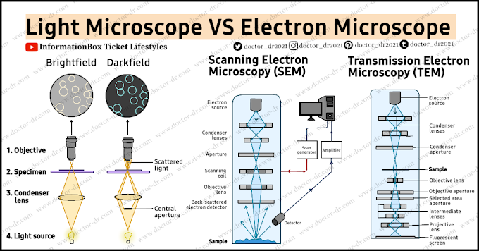 36 Major Differences Between a Light and an Electron Microscope