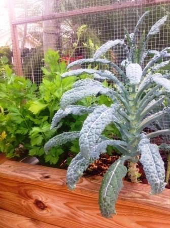kale and celery in aquaponics