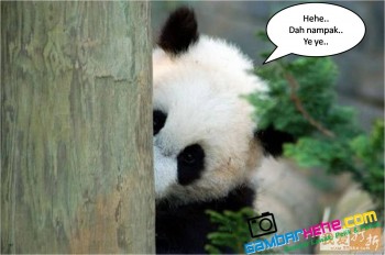 8 GAMBAR  LAWAK PANDA  COMEL  SUKA SKODENG CERITA POPULAR