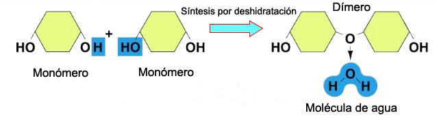 Reacción de síntesis por deshidratación