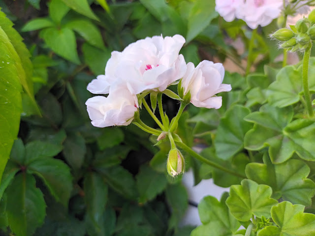 Gitanilla (Pelargonium peltatum ( L. ) L'Hér. ex Aiton).