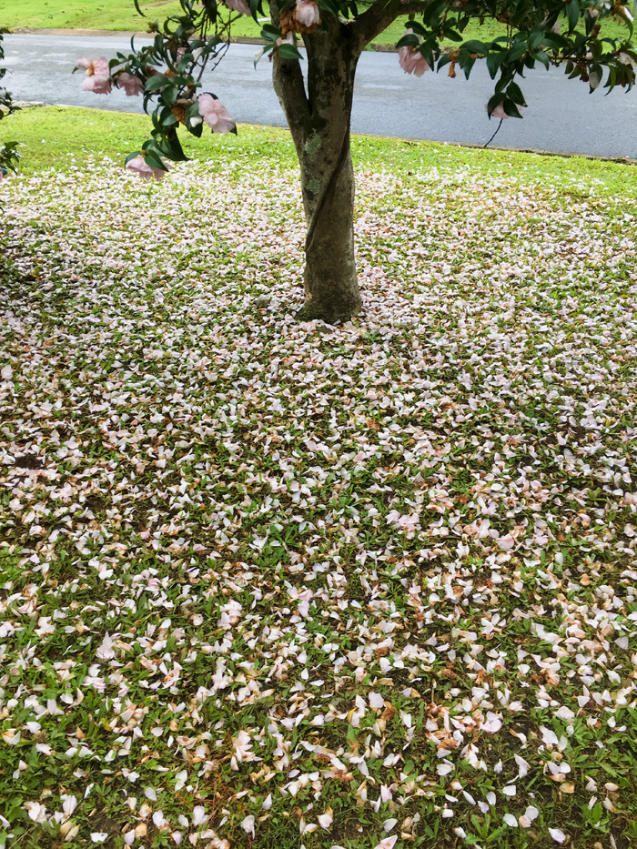 pink camellias